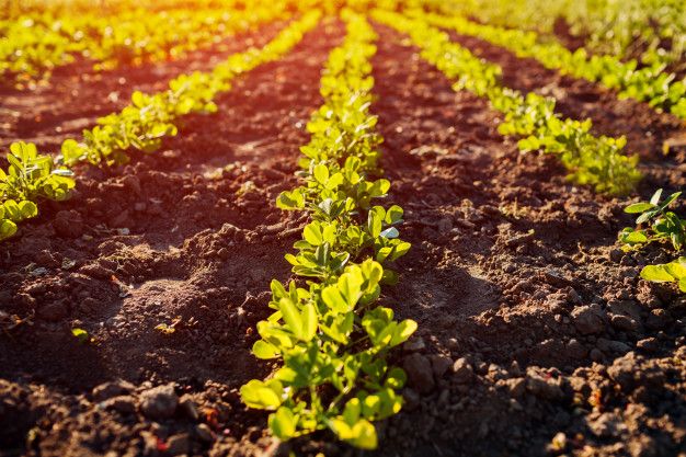 Premium Photo _ Peanut seedlings growing in rows